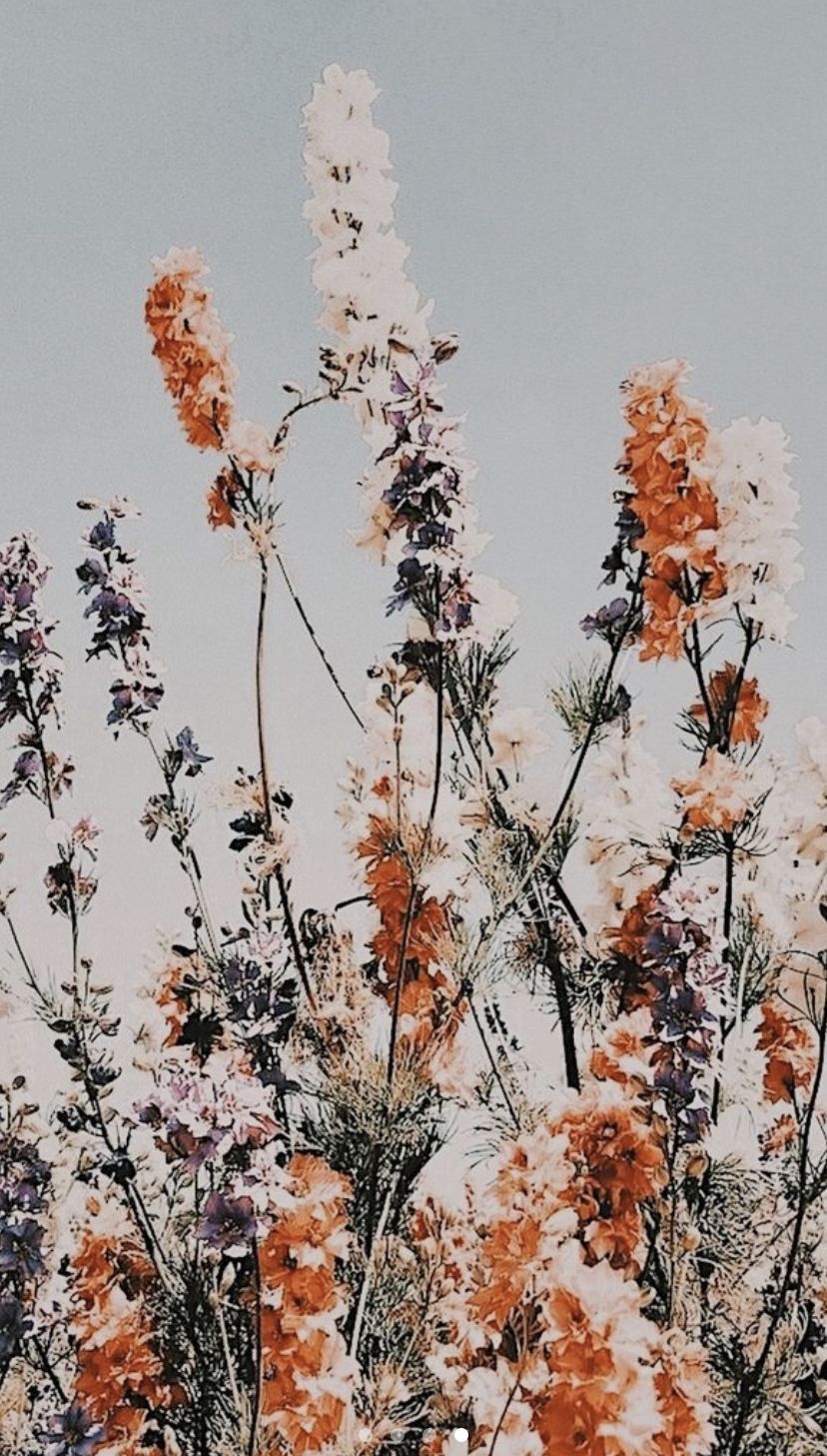 Featured image of post Boho Aesthetic Wallpaper Flowers