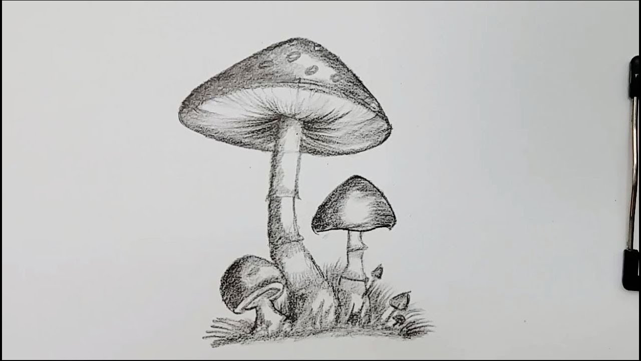 Featured image of post Easy Realistic Mushroom Drawing