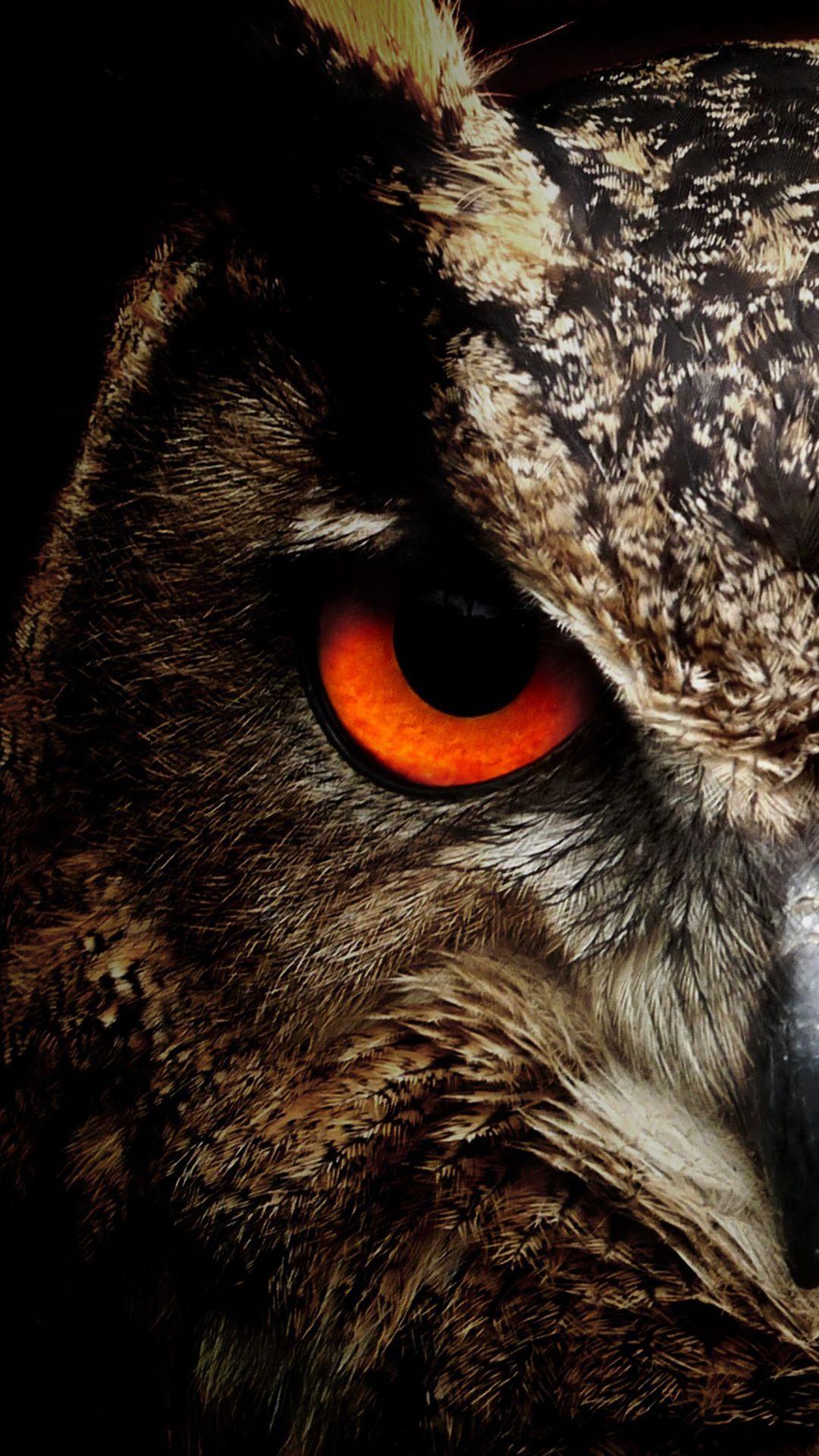 Featured image of post Owl Wallpaper Hd Android