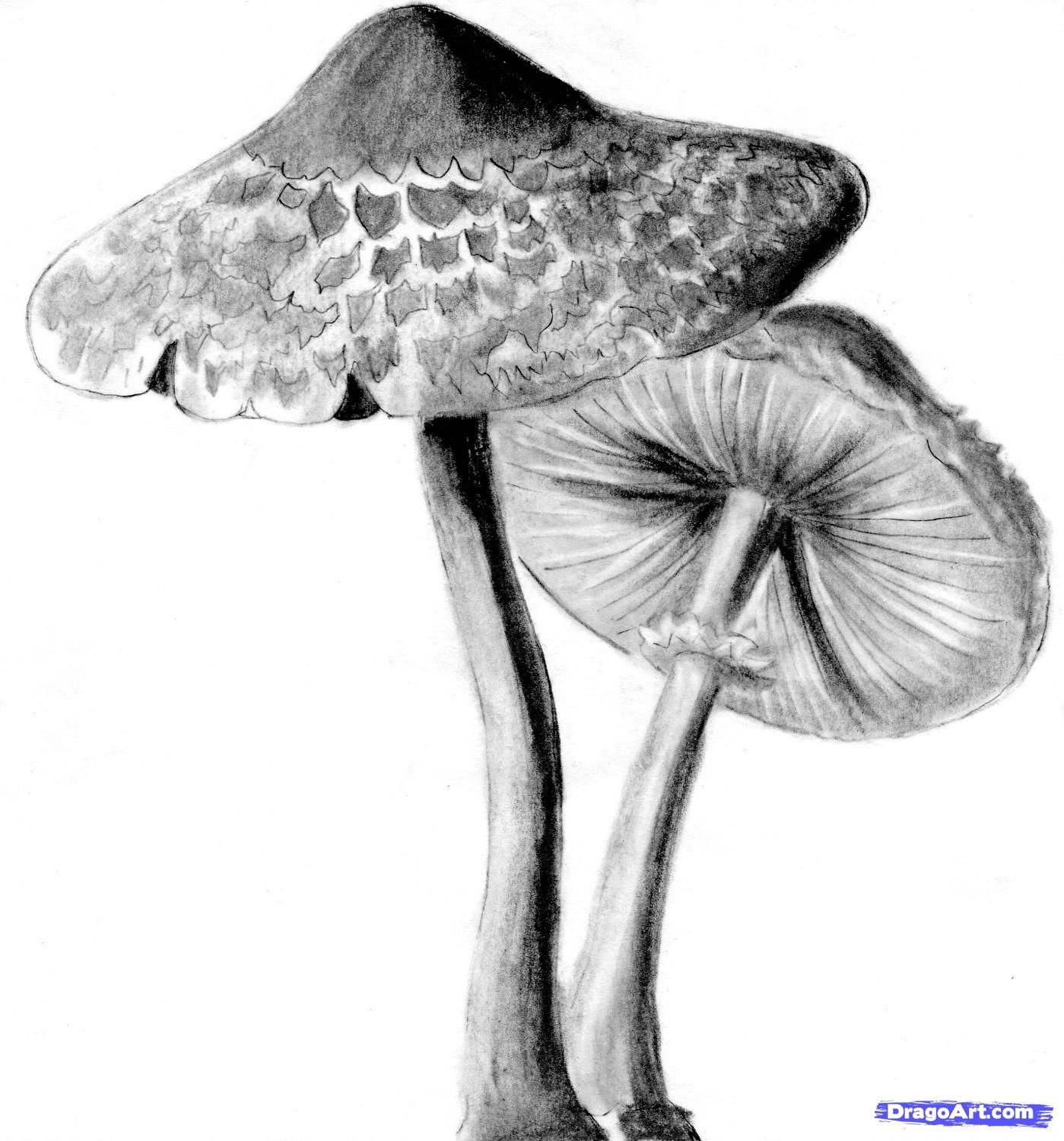 Featured image of post Realistic Botanical Drawings Realistic Mushroom Drawing