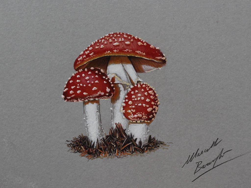 Featured image of post Realistic Mushroom Drawing Color